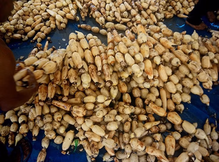 Giống cho củ sen thường phần rễ có 3-4 đoạn kéo dài giống khoanh xúc xích