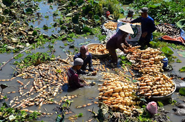 Củ sen sau khi thu hoạch, chị Vân bán ra thị trường với giá 40.000 đồng/kg. Sau khi trừ chi phí chị còn lời gần 30 triệu đồng