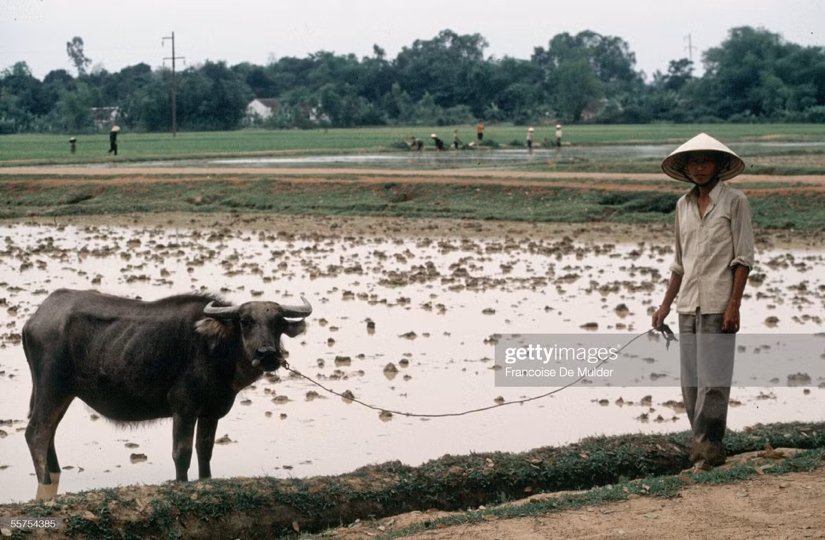 Người nông dân và chú trâu.