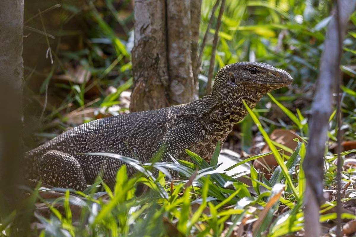 Kỳ đà vân (Varanus bengalensis) dài 1,7 mét, phân bố rộng rãi ở khu vực Đông Nam Á và tiểu lục địa Ấn Độ. Con non của chúng chủ yếu ăn thực vật, trong khi con trưởng thành săn côn trùng, động vật có xương sống nhỏ và trứng chim.