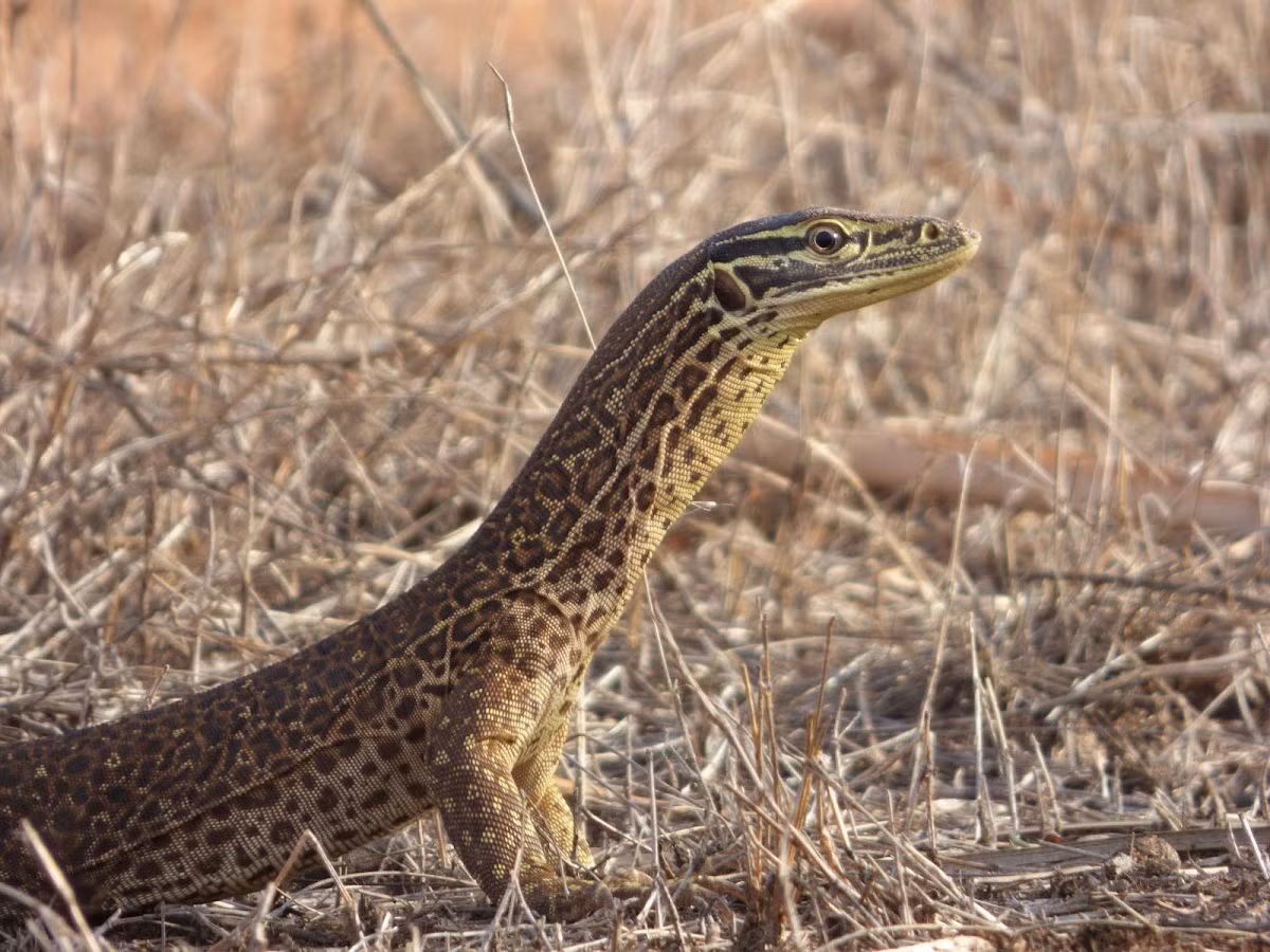 Kỳ đà đốm vàng (Varanus panoptes) dài 1,4 mét, phân bố ở Australia và phía Nam đảo New Guinea. Chúng săn các loài bò sát khác và hiếm khi xuất hiện xa nguồn nước.