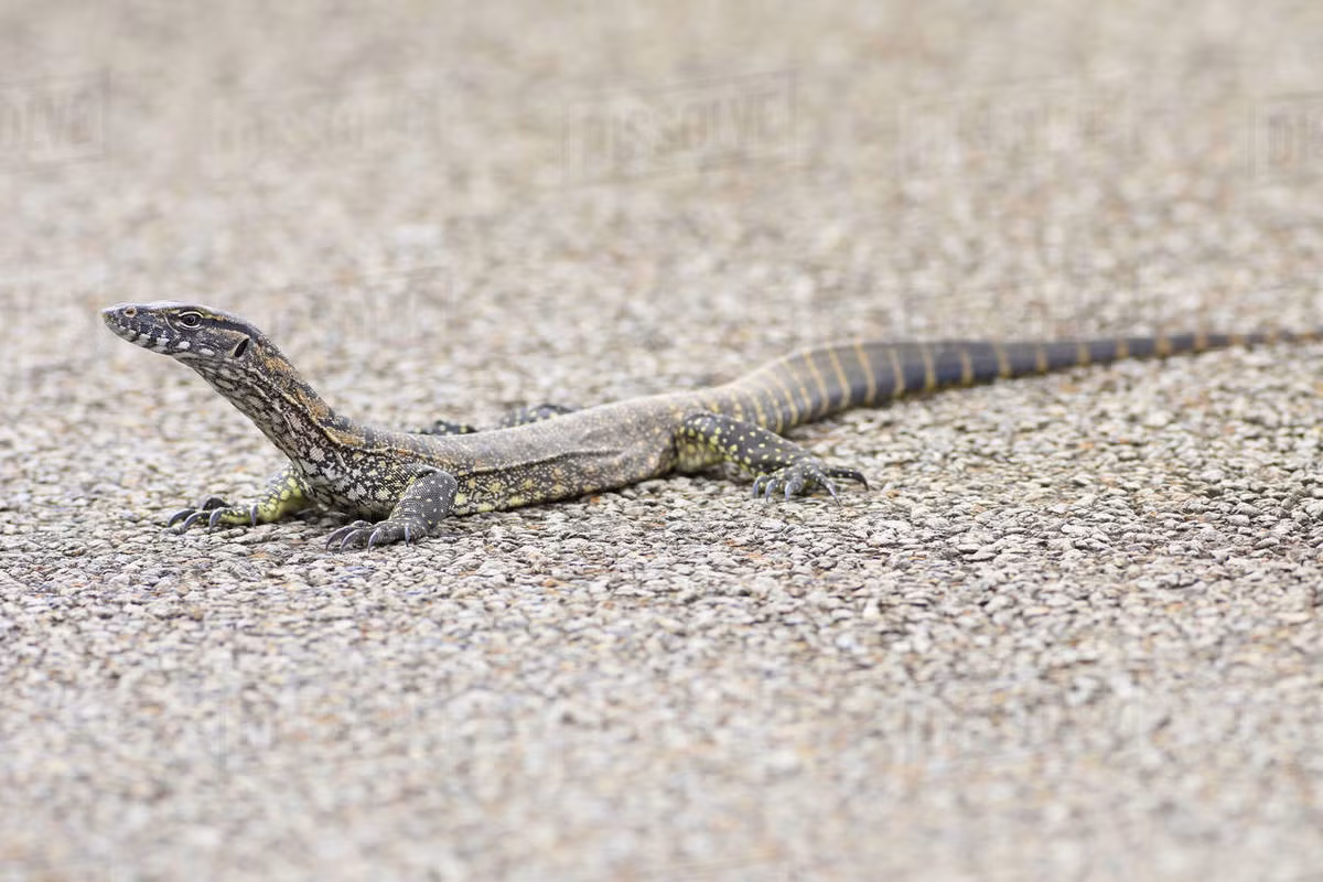 Kỳ đà thạch nam (Varanus rosenbergi) dài 1,5 mét, phân bố gần bờ biển phía Nam Australia. Có khẩu phần đa dạng, kỳ đà - loài sát thủ trong thế giới thằn lằn đào bới rất khỏe và thường kiếm ăn dưới mặt đất.