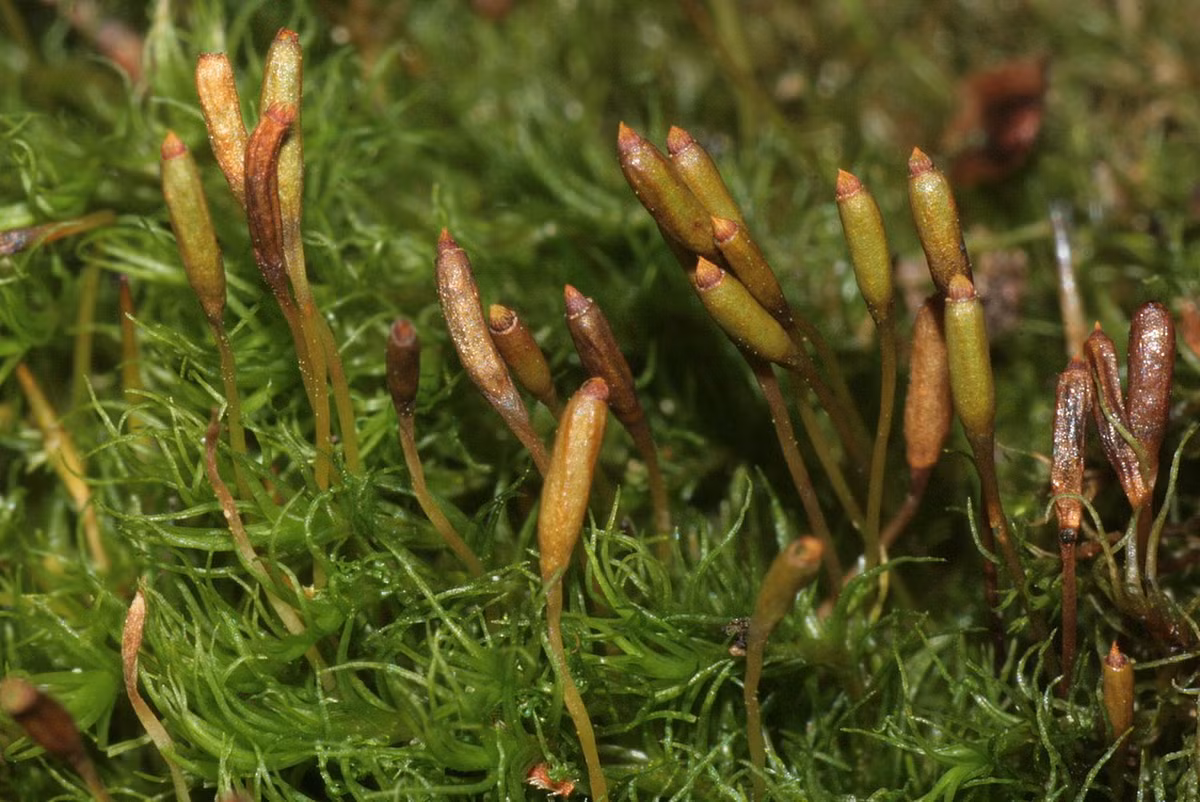 Rêu sợi núi (Dicranum montanum) thường mọc thành những cụm dày mượt mà ở nơi ẩm ướt. Chúng có lá hẹp cuộn lại khi khô, rồi rụng đi để hình thành cây mới.