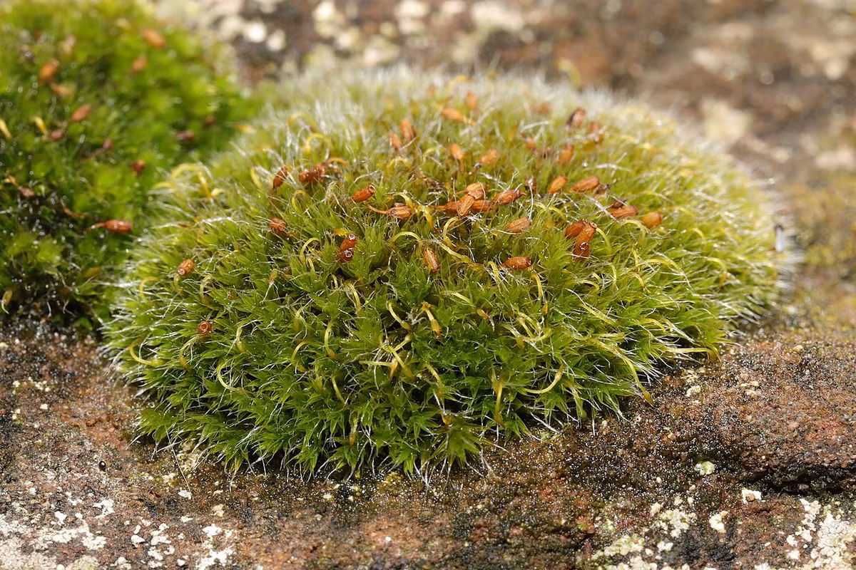 Rêu sợi tía (Grimmia pulvinata) phân bố rộng, thường mọc trên đá, mái nhà và tường. Đầu lá của loài rêu này có lông dài màu bạc. Nang bào từ mọc trên cuống cong.