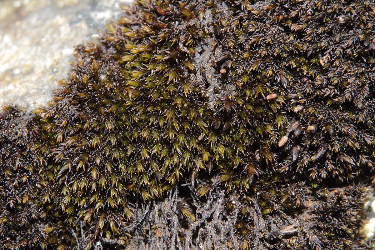Rêu đá đen (Andreaea rupestris) phân bố rộng trên các ngọn núi, thường mọc trên các phiến đá trọc. Không giống hầu hết các loài rêu khác, loài rêu sẫm màu này giải phóng bào tử qua bốn khe cực nhỏ ở nang.