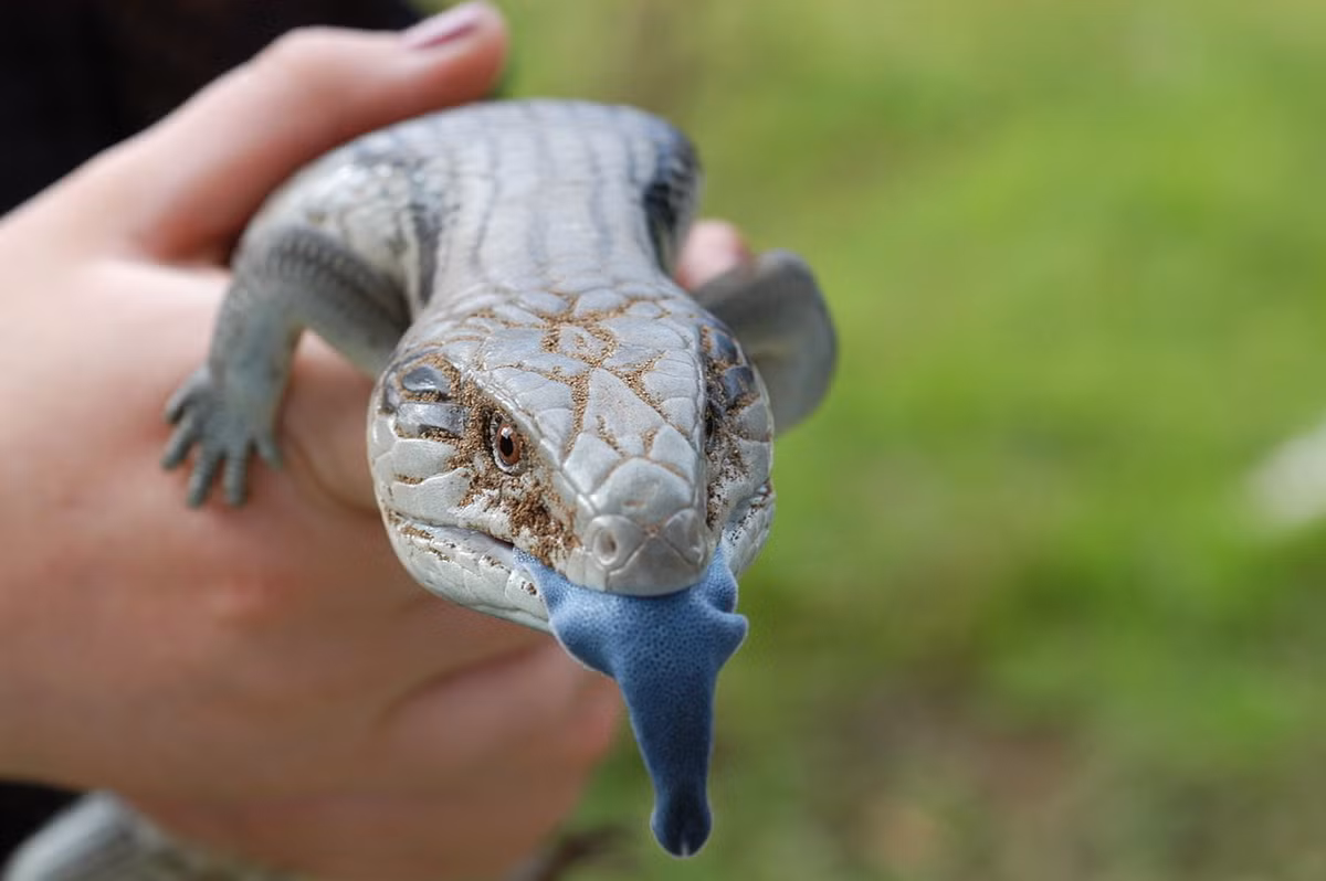 Thằn lằn bóng lưỡi xanh Đông Úc (Tiliqua scincoides) là loài bò sát đặc hữu của lục địa Australia. Loài thằn lằn ăn tạp hoạt động ban ngày này có cái lưỡi màu xanh đặc trưng. Chúng là loài đẻ con.