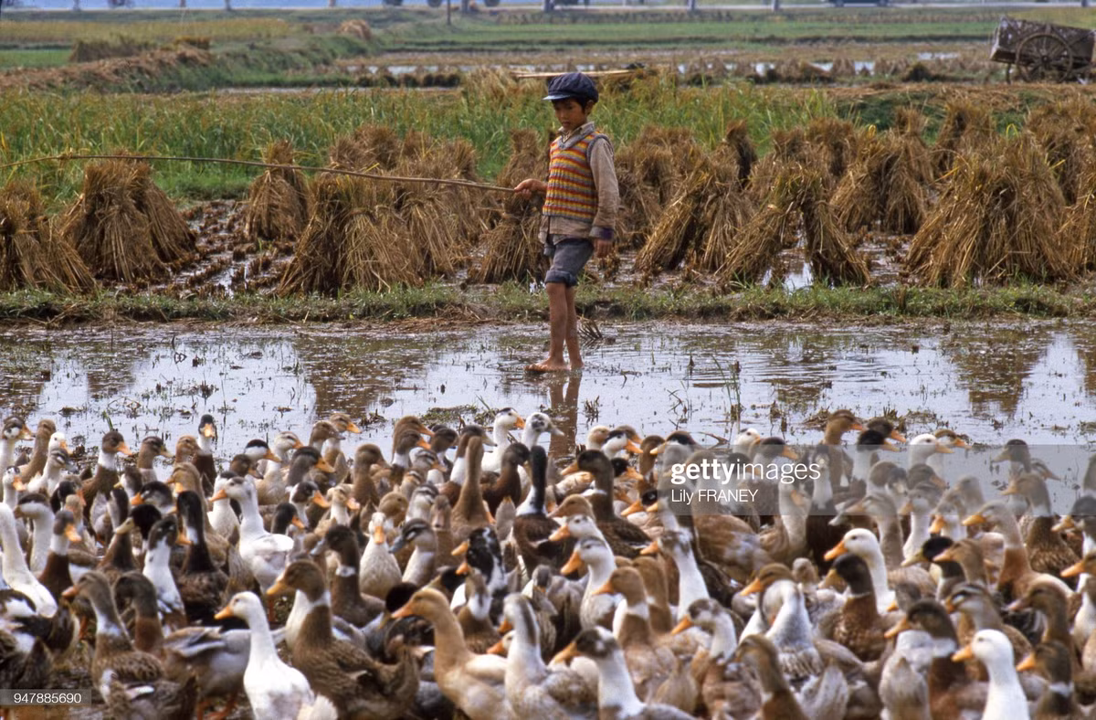 Cậu bé chăn vịt trên đồng lúa.