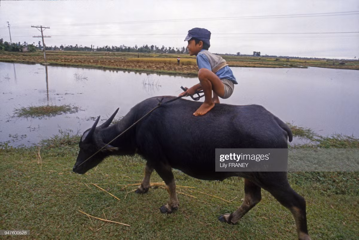 Chú bé đùa nghịch trên lưng trâu.