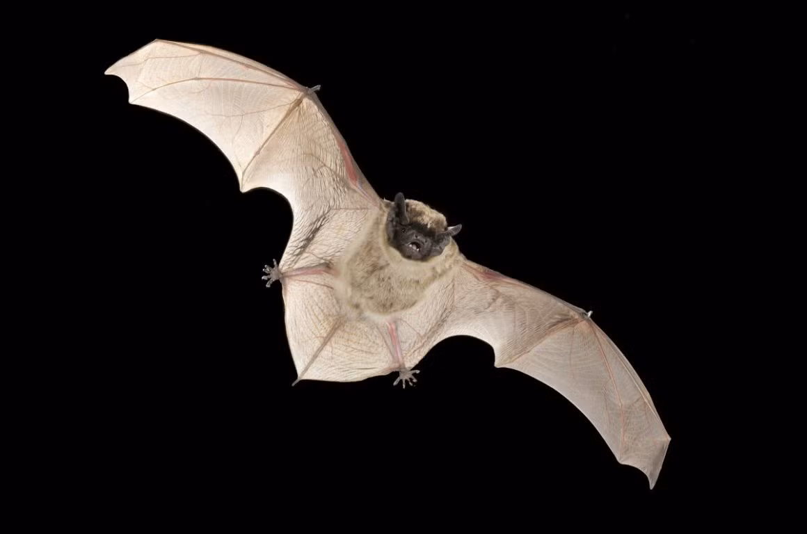 Dơi muỗi lông chuột (Vespertilio murinus) dài 5-7 cm, xuất hiện ở các sinh cảnh đa dạng như rừng, thảo nguyên, đồi núi và đô thị từ Đông và Trung Âu đến châu Á. Chúng có mặt bụng màu nhạt tương phản với mặt lưng tối màu.