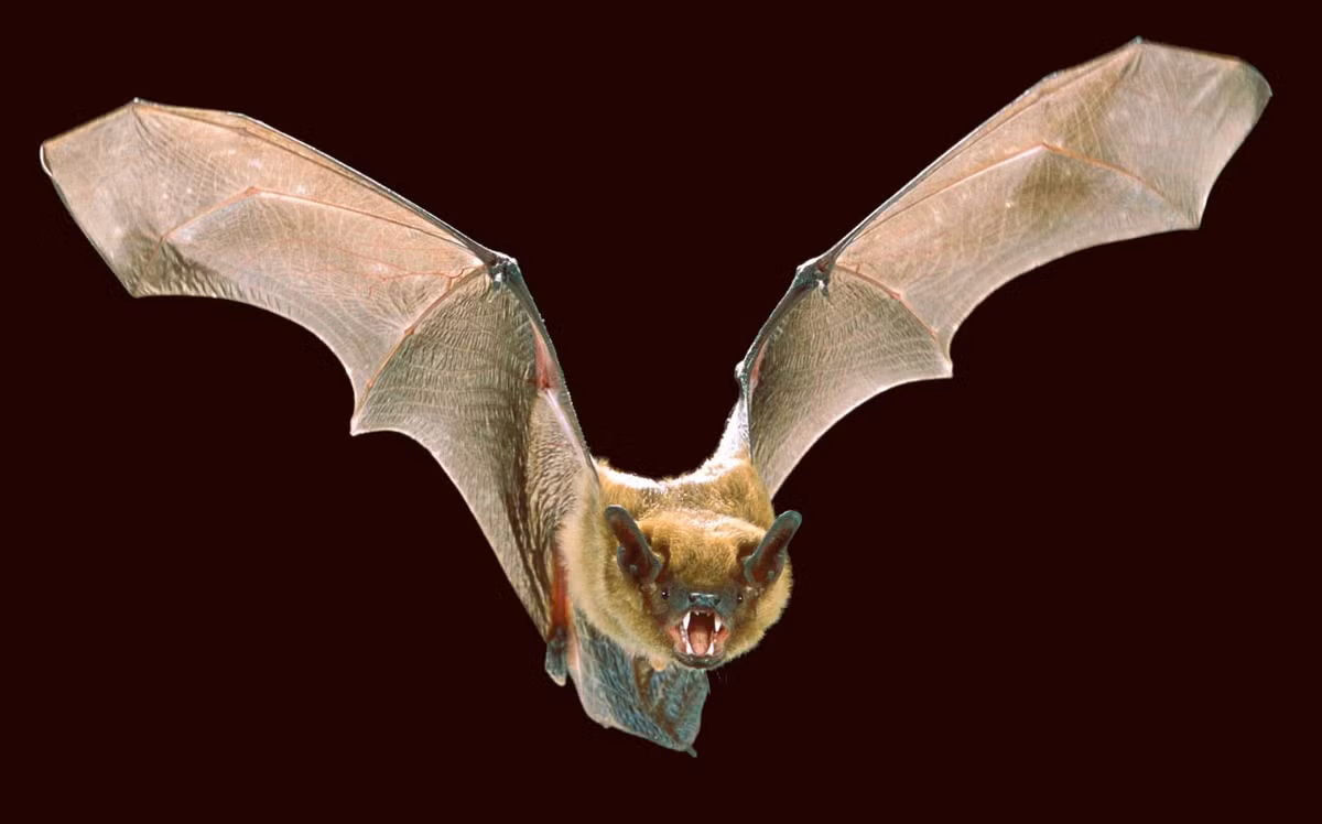 Dơi nâu lớn (Eptesicus fuscus) dài 10-13 cm, là một trong những loài dơi muỗi lớn nhất, phân bố từ Nam Canada đến Bắc Brazil và một số đảo Caribbean. Chúng thường được bắt gặp khi đậu ngủ trong các tòa nhà.