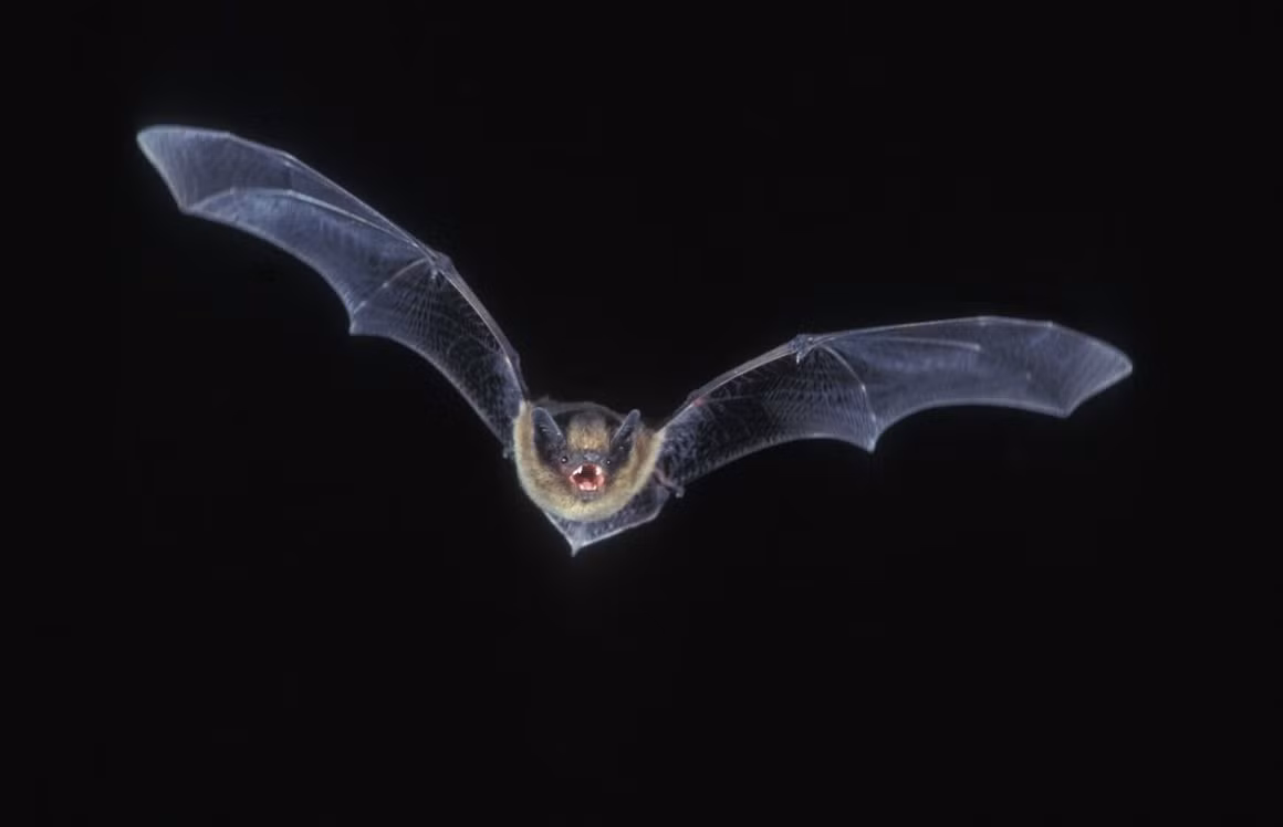 Dơi muỗi nhỏ (Pipistrellus pipistrellus) dài 4-5 cm, phân bố rất rộng từ Tây Âu đến Viễn Đông và Bắc Phi. Chúng được chia thành hai phân loài dựa trên sự khác biệt của tần số sóng siêu âm mà chúng phát ra.