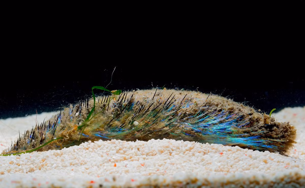 Sâu róm biển (Aphrodita aculeata) dài 10-20 cm, thường được ghi nhận ở các vùng biển nông Bắc Âu. Chúng có vảy phủ lông, chuyên đào bùn để kiếm thức ăn.