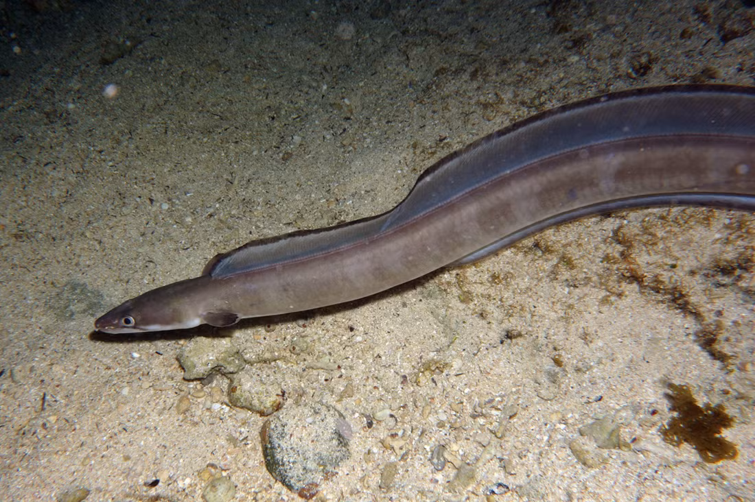 Cá chình biển châu Âu (Conger conger) dài 3 mét, sống ở Bắc Đại Tây Dương và Địa Trung Hải. Lớn nhất trong bộ Cá chình, chúng có thể nặng tới 110 kg. Loài này giấu mình trong các khe nứt hoặc xác tàu đắm cả ngày, chỉ ra ngoài vào ban đêm để săn các loài cá khác.