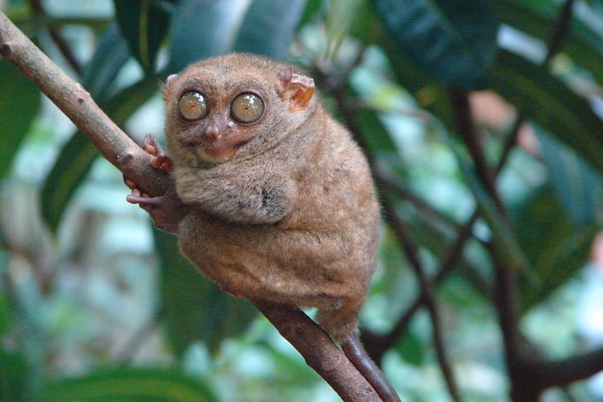 Trố mắt Philippines (Tarsius syrichta) dài 8-16 cm, là loài động vật đặc hữu ở một số sinh cảnh rừng mưa và cây bụi Philippines. Loài linh trưởng này có đôi mắt lớn nhất so với kích thước cơ thể trong tất cả các loài thú.