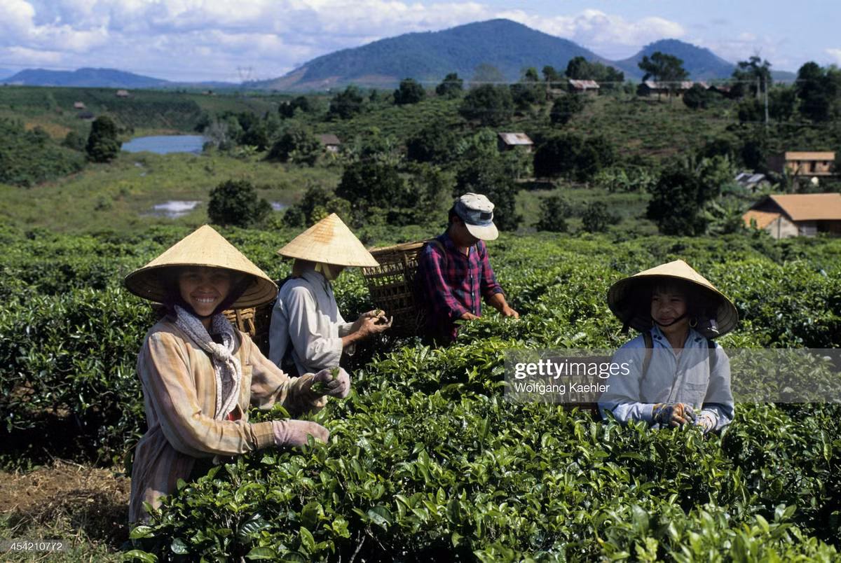 Nông dân hái chè trên một đồi chè gần Bảo Lộc, Lâm Đồng.