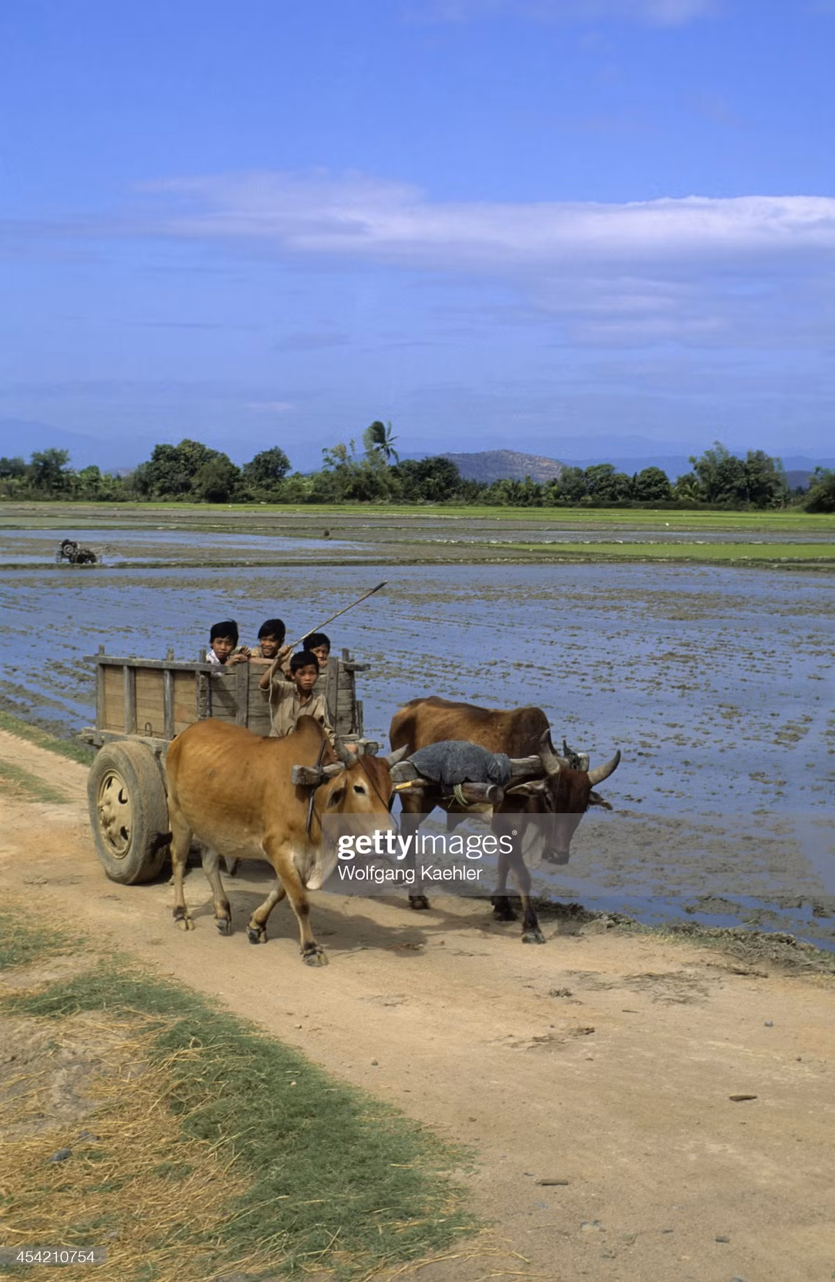 Trẻ em trên một chiếc xe bò kéo gần Phan Rang - Tháp Chàm.