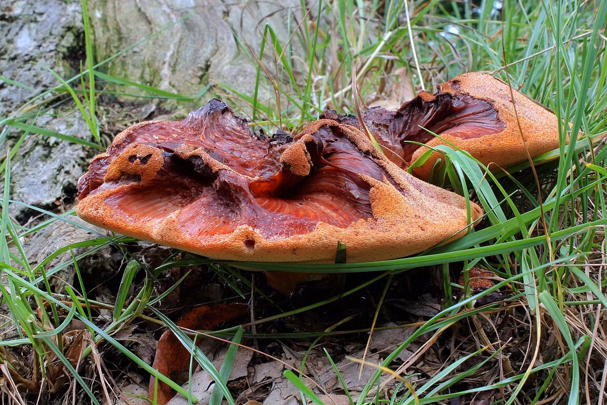 Nấm lưỡi bò (Fistulina hepatica) rộng 10-25 cm, rất phổ biến ở những vùng khí hậu tương đối ấm ở lục địa Á - Âu và Bắc Mỹ. Loài nấm này trông như miếng thịt sống, thường tiết dịch màu đỏ máu.