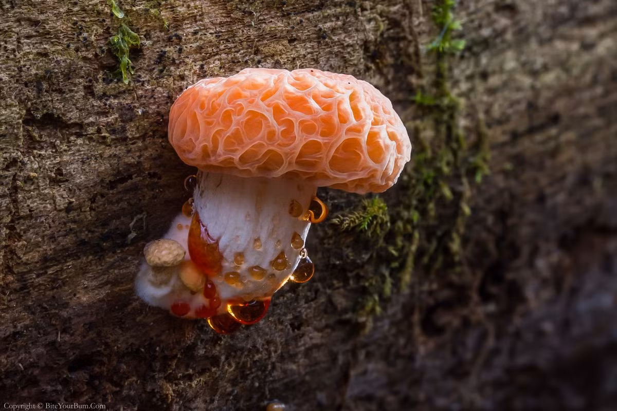 Nấm trái đào nhăn (Rhodotus palmatus) cao 2,5-10 cm, mọc trên cây gỗ du ở lục địa Á - Âu và Bắc Mỹ. Loài nấm hiếm này có mũ nấm nhăn, màu hồng như trái đào và có mùi trái cây.