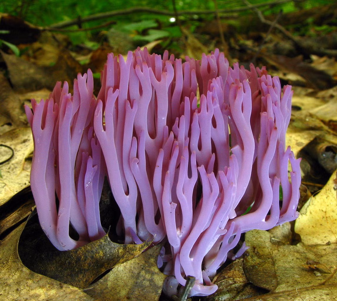 Nấm san hô tím (Clavaria zollingeri) dài 4-8 cm, mọc ở các đồng cỏ và rừng có rêu ở lục địa Á - Âu và Bắc Mỹ. Loài nấm hiếm này có nhiều nhánh giống san hô màu tím.