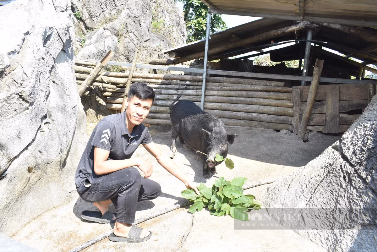 Nuoi lon den trong hoc da o Hoa Binh