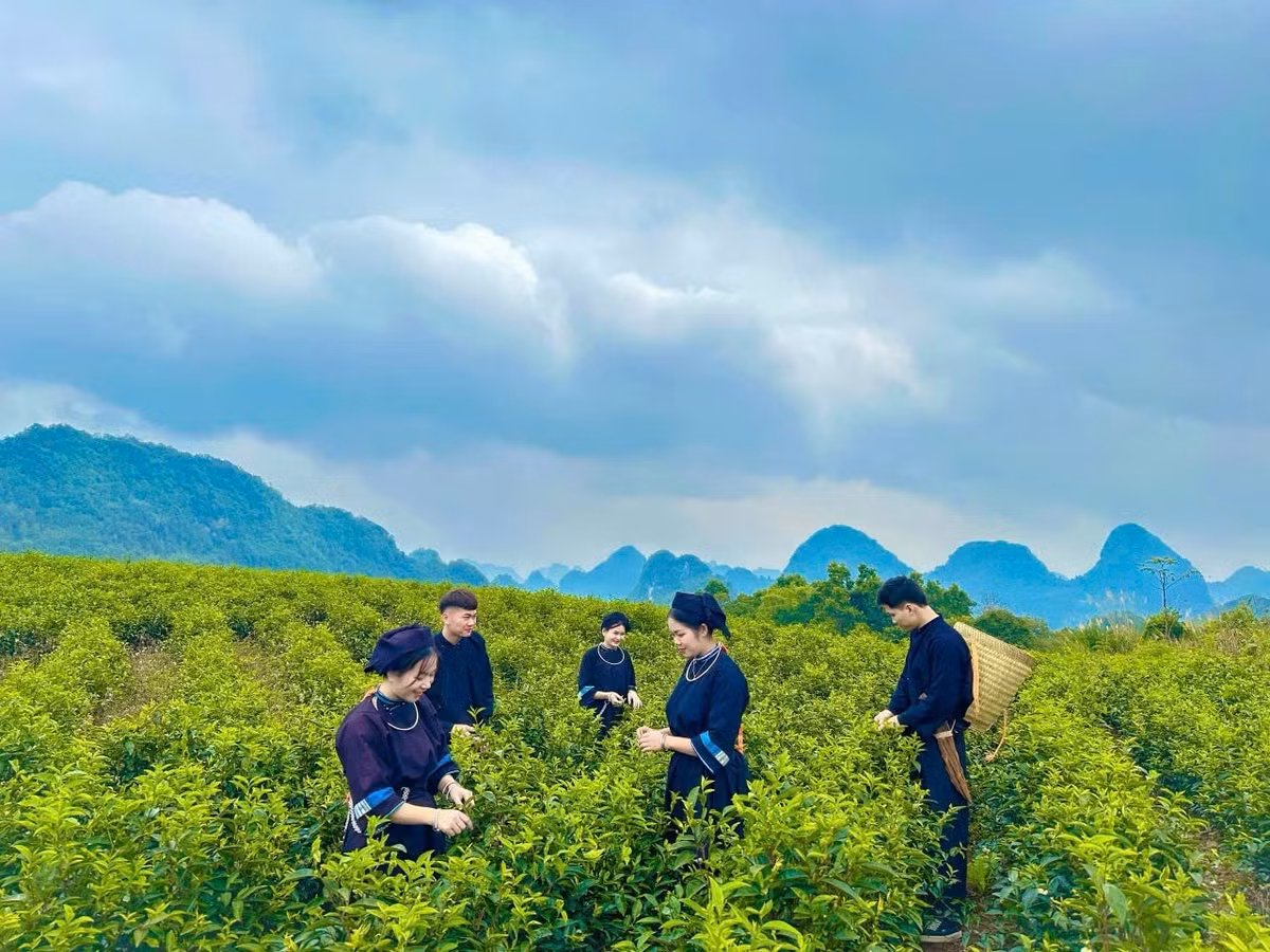 Doi che Lung Sau hap dan khach du lich