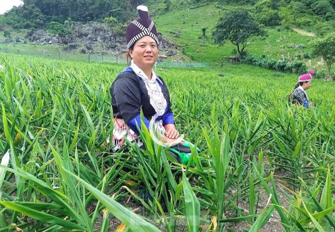 Kỳ Sơn là huyện biên giới phía Tây của tỉnh Nghệ An, với quỹ đất dồi dào, có nhiều vùng tiểu khí hậu cận ôn đới, thổ nhưỡng giàu mùn và hàm lượng cacbon hữu cơ. Địa phương này có tiềm năng lớn về phát triển kinh tế nông, lâm nghiệp với nhiều loại động - thực vật phong phú. Trong đó, cây gừng trồng ở nơi đây cho chất lượng sản phẩm đặc trưng, hàm lượng tinh dầu cao.