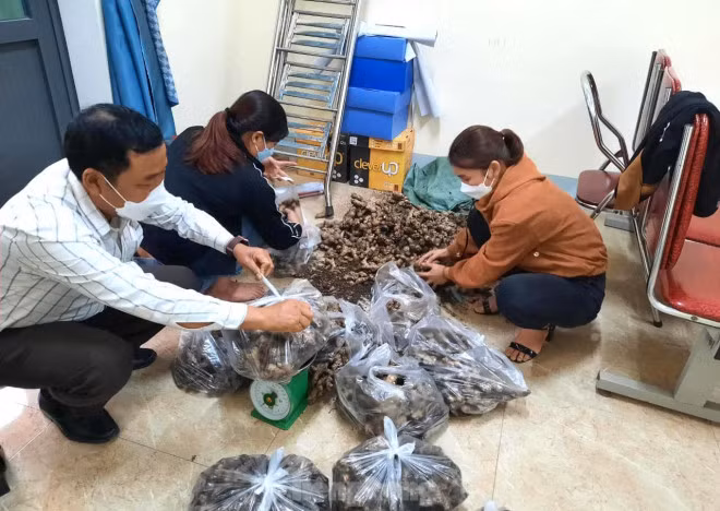 “Dù giá chưa tới 5.000 đồng/kg nhưng cũng rất khó bán”, ông Mạnh nói và cho biết, ảnh hưởng của dịch bệnh COVID-19 khiến việc tiêu thụ gừng gặp khó khăn. Trong khi đó, gừng từ các địa phương khác có mẫu mã đẹp bán trên thị trường nhiều, nên khó cạnh tranh.