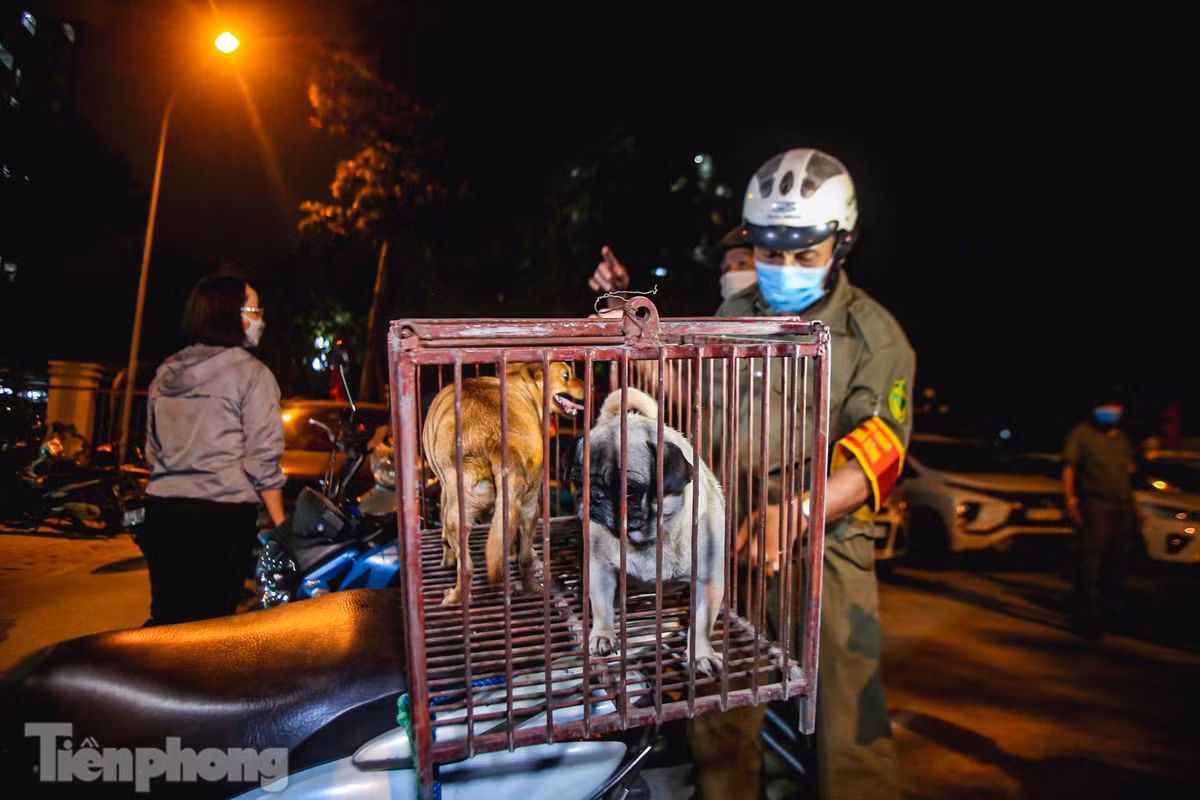 Bà Đào Thị Thanh Tâm - Phó chủ tịch UBND phường Kim Giang thông tin, phường Kim Giang là 1 trong 2 phường đầu tiên trên địa bàn Hà Nội thành lập đội bắt chó thả rông, đội gồm 7 thành viên.