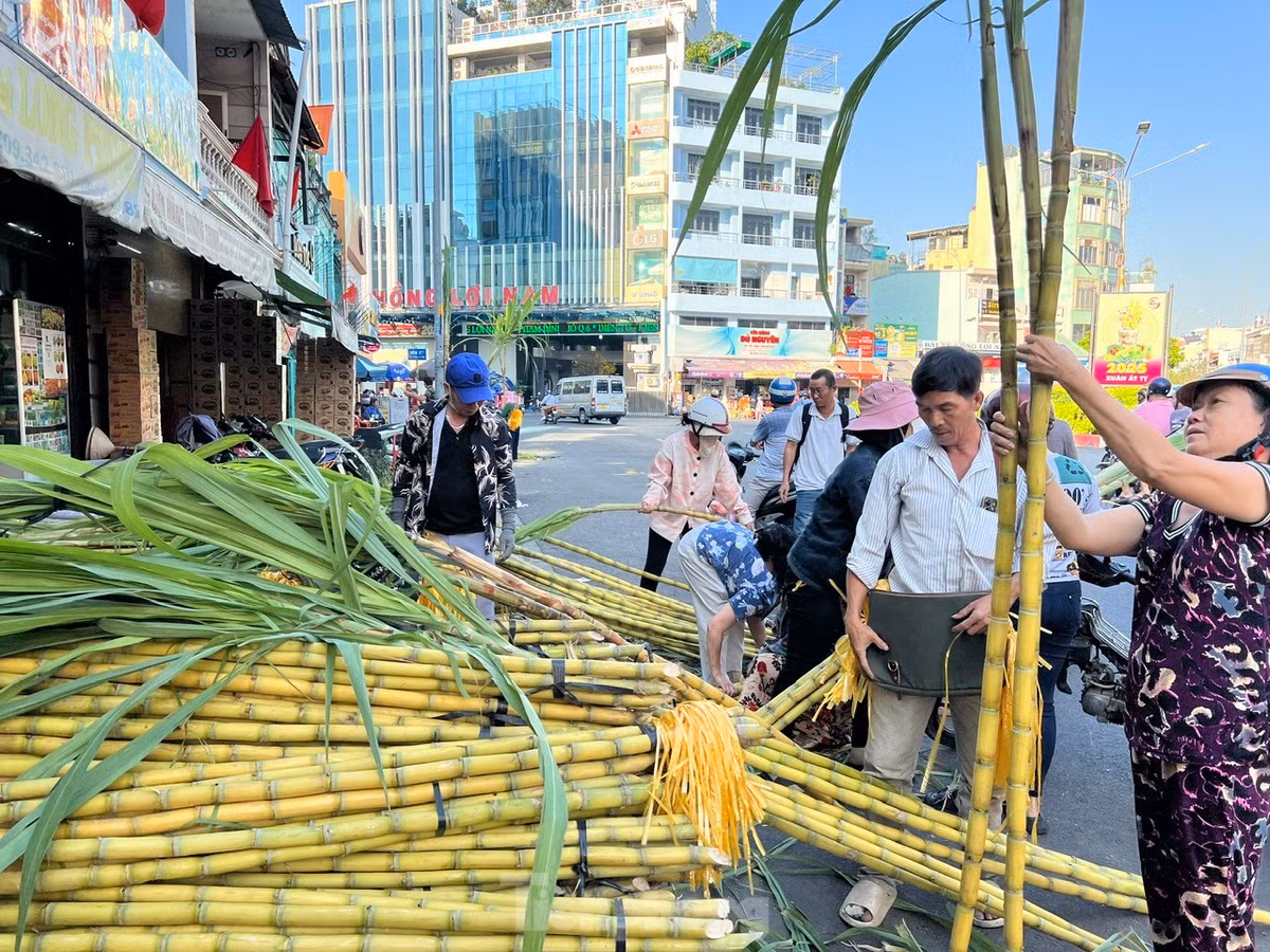 Mía để cúng lễ được mọi người chọn rất kĩ từng cây một, phải mua mía thẳng, hai cây đều nhau, dài khoảng 2 mét là chuẩn nhất. Khách hàng so từng cây mía để chọn mua.
