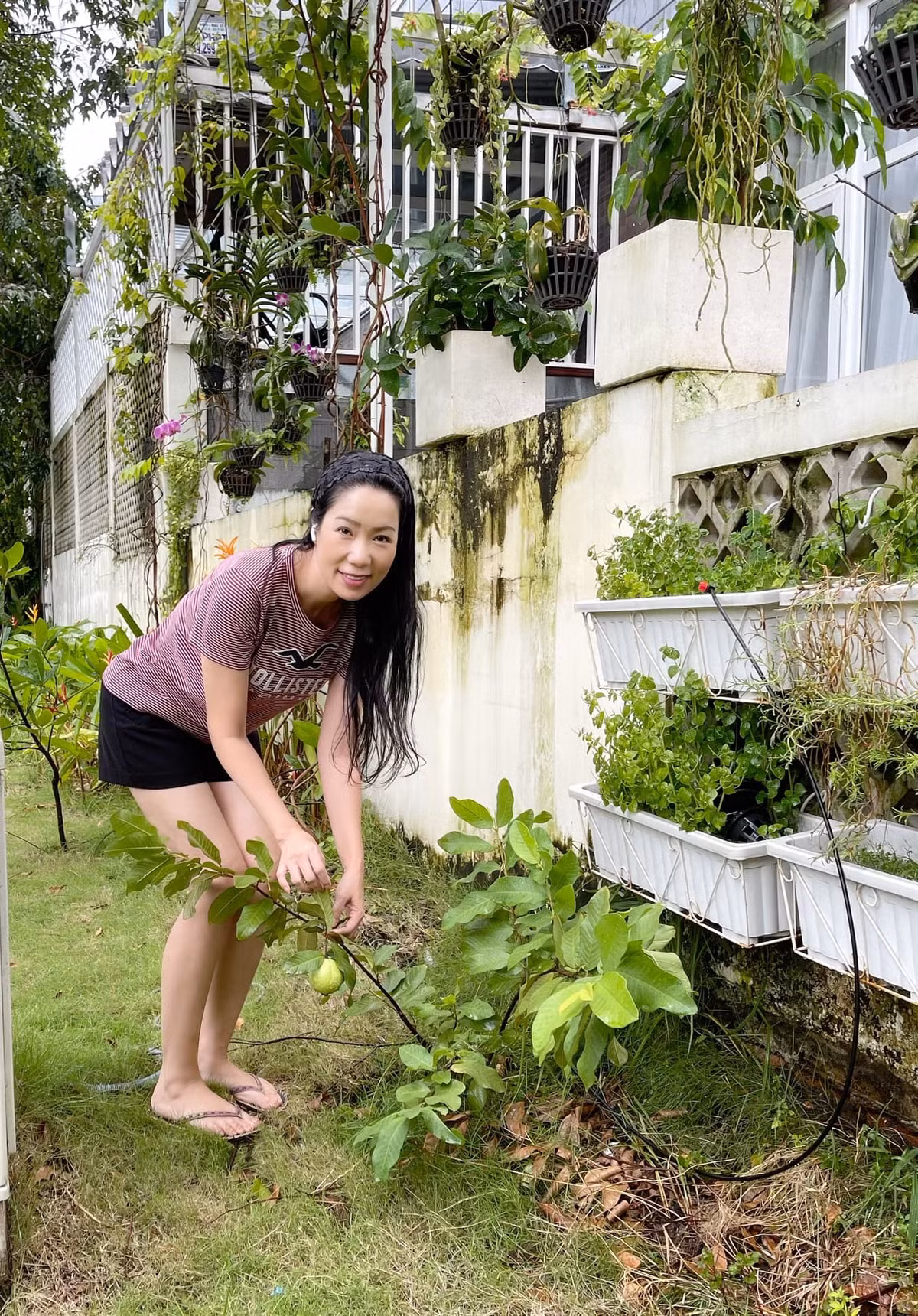 Trịnh Kim Chi trồng cây ổi không lâu đã cho quả.
