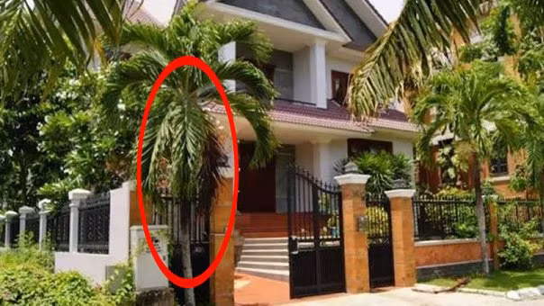 6 loai cay phong thuy hut loc trong truoc nha kieu gi cung giau