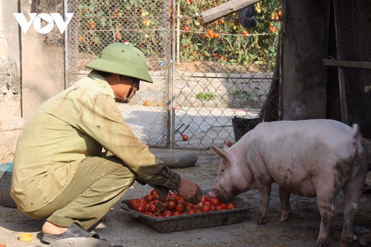 Xot xa canh ca chua chin do rung thoi day dong khong ai mua-Hinh-3