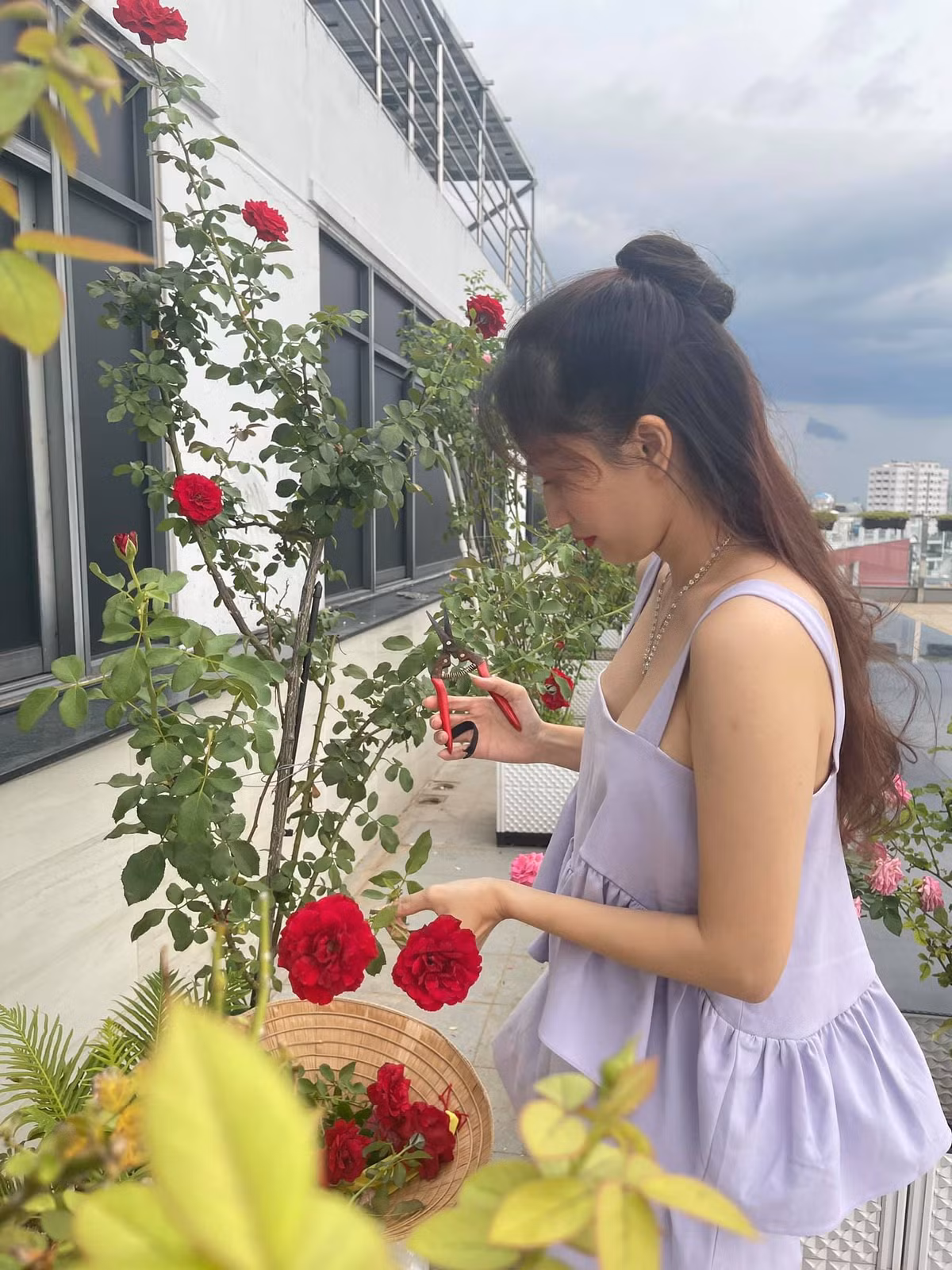 Khánh Thi thu hoạch hoa hồng.