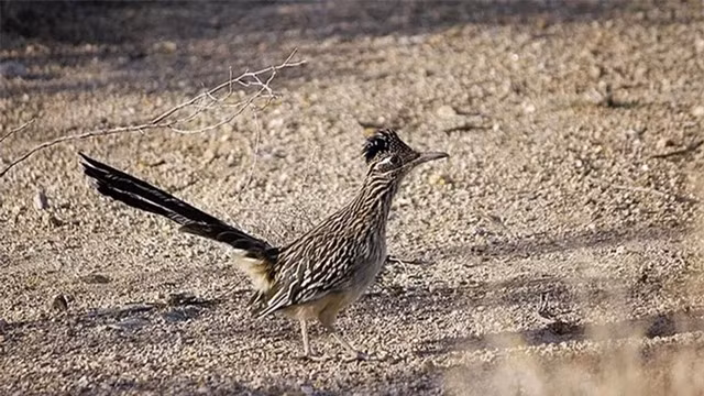 Gà lôi đuôi dài có kích thước trung bình, chiều dài thân khoảng 60 cm. Chúng có bộ lông màu nâu đen, với phần đuôi dà. Gà lôi đuôi dài đực có bộ lông màu sáng hơn gà lôi đuôi dài mái.