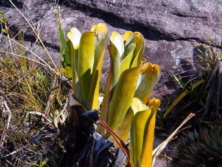  7. Cây bẫy chuột (Brocchinia reducta). Lá hình phễu của loài cây này tiết ra chất sáp trơn trượt và chứa nước ở bên trong. Côn trùng hoặc đôi khi cả động vật nhỏ như chuột bị rơi vào và chết đuối, sau đó bị tiêu hóa. Ảnh: Pinterest.