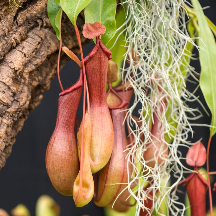  1. Cây nắp ấm (chi Nepenthes). Lá của loài cây ăn thịt này có hình nắp ấm chứa dịch tiêu hóa. Côn trùng bị thu hút bởi màu sắc và mùi thơm, trượt vào và bị tiêu hóa trong dịch lỏng bên trong. Ảnh: Pinterest.