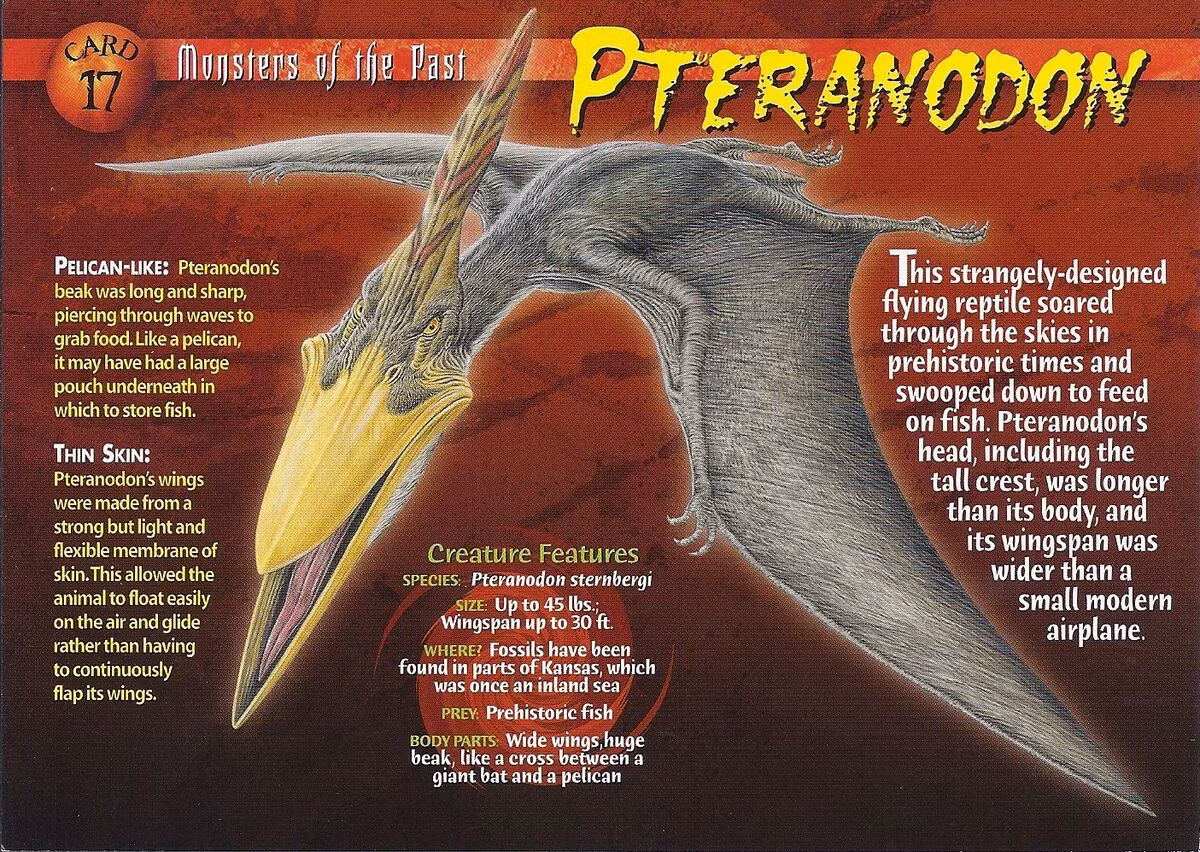  Không có răng: Tên gọi "Pteranodon" có nghĩa là "cánh không răng" (tiếng Hy Lạp: pteron là cánh và anodon là không răng), vì chúng không có răng trong hàm. Ảnh: Pinterest.
