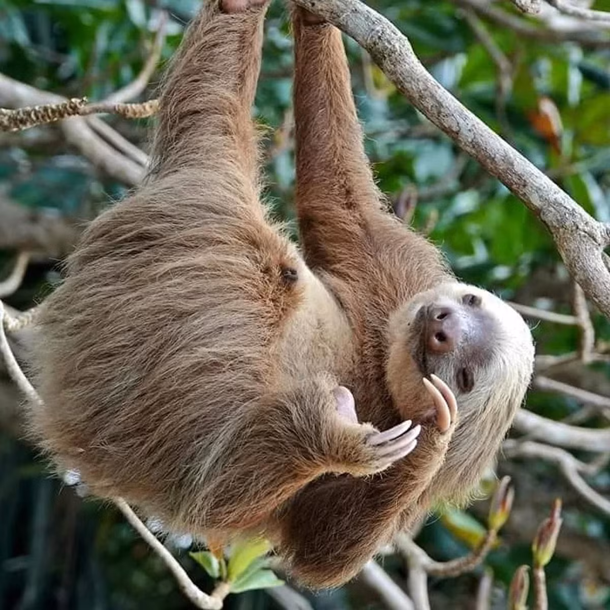  Có 2 loại chính. Lười được chia thành hai loại: lười hai ngón (Choloepus) và lười ba ngón (Bradypus), khác nhau về số ngón ở chi trước. Ảnh: Pinterest.