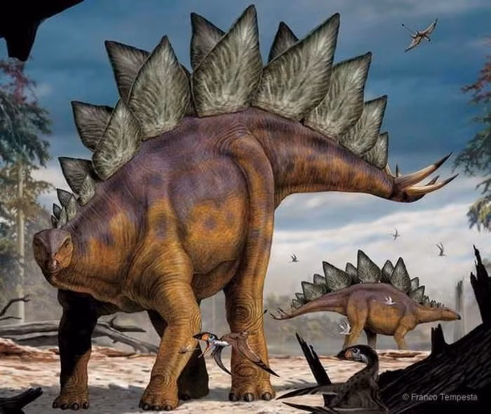  18. Lịch sử phát hiện. Stegosaurus được mô tả lần đầu tiên vào năm 1877 bởi nhà cổ sinh vật học Othniel Charles Marsh trong cuộc chiến tranh hóa thạch nổi tiếng giữa Marsh và Edward Drinker Cope. Ảnh: Pinterest.
