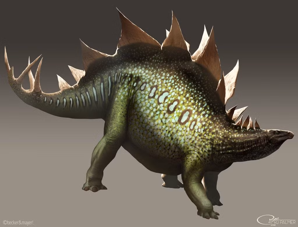  8. Khả năng phòng thủ mạnh mẽ. Gai đuôi của Stegosaurus không chỉ để trưng bày. Các hóa thạch của loài săn mồi như Allosaurus đã phát hiện dấu vết từ những cú đâm chí mạng của gai đuôi. Ảnh: Pinterest.