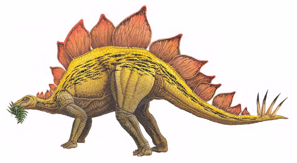  3. Đuôi có gai. Đuôi của Stegosaurus được trang bị bốn gai lớn, được gọi là thagomizer, dùng để tự vệ chống lại những loài săn mồi lớn như Allosaurus. Ảnh: Pinterest.