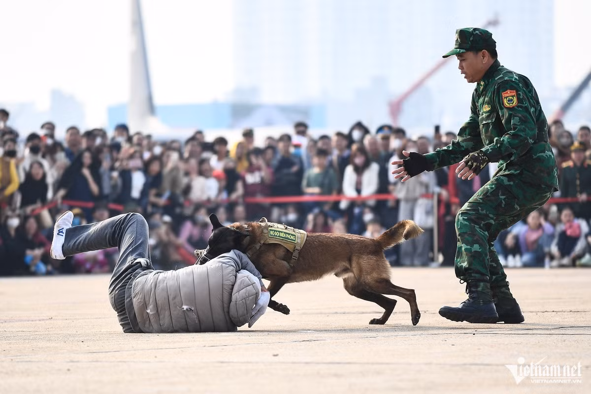 Trong tiết mục tấn công kẻ tình nghi, chú chó Jack hùng dũng lao vào đối tượng khiến khán giả xung quanh hò reo cổ vũ. Chỉ khi tội phạm nằm im dưới đất chịu trận, "chiến sĩ" này mới chịu nhả ra.