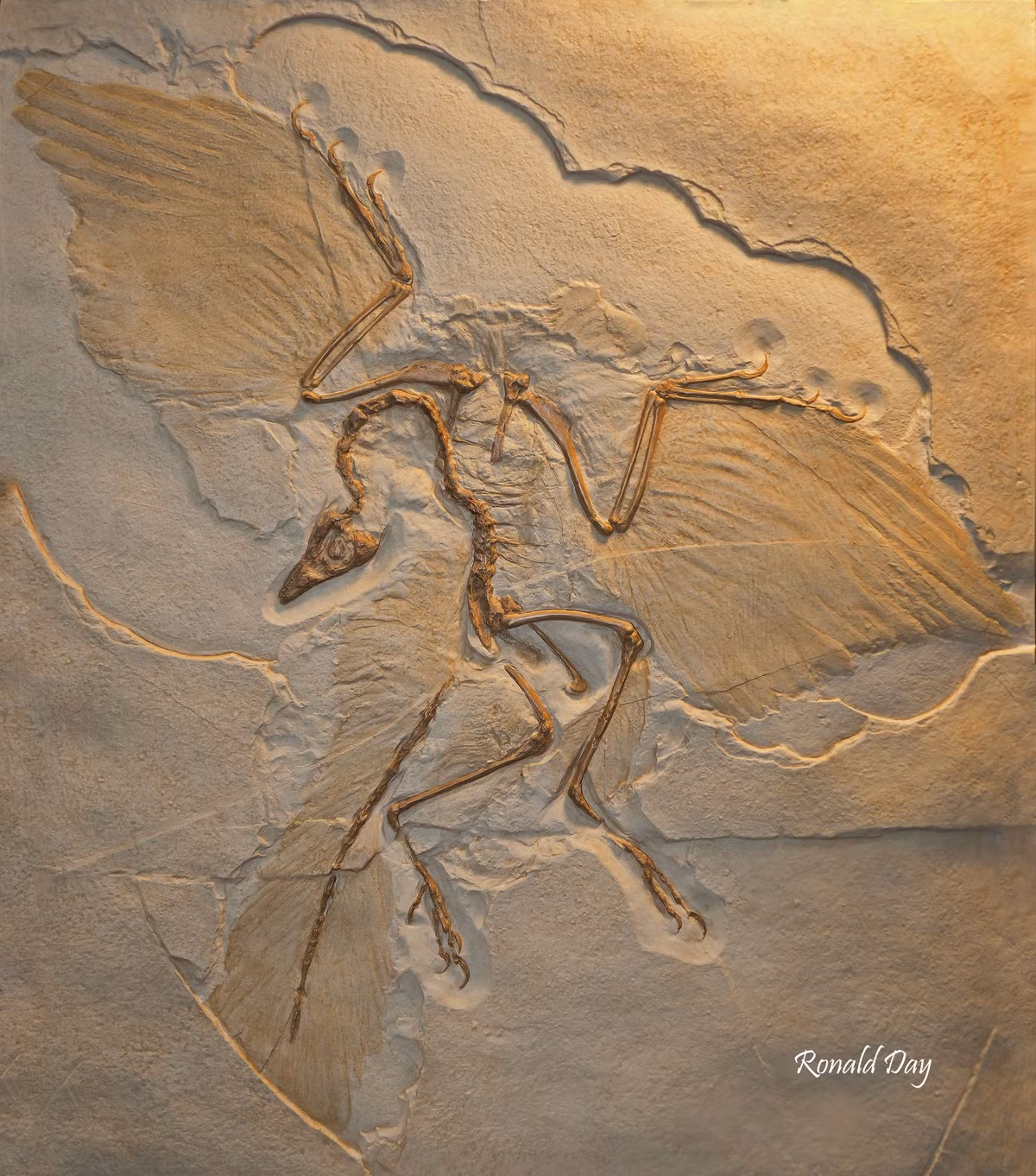  8. Hóa thạch chuyển tiếp. Hóa thạch như Archaeopteryx cho thấy sự chuyển tiếp giữa loài khủng long và chim, minh họa cách các loài tiến hóa qua các giai đoạn khác nhau. Ảnh: Pinterest.