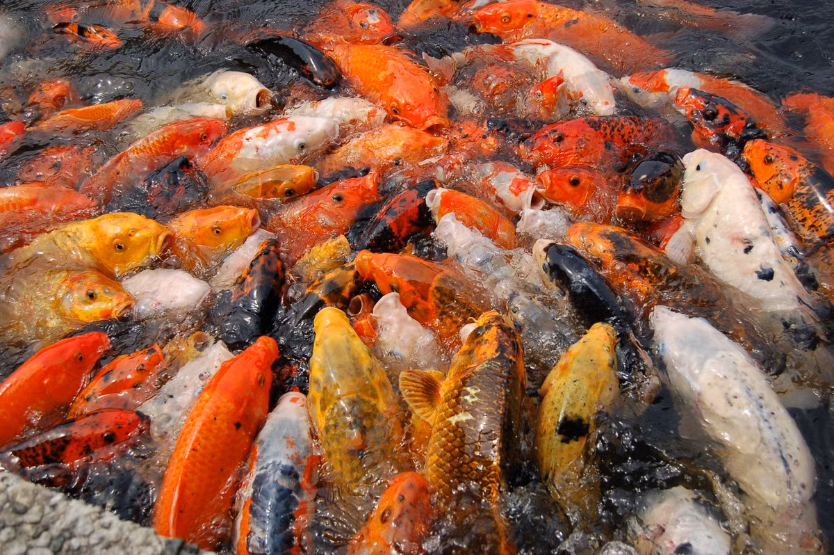  4. Có thể sống lâu hơn 200 năm. Cá koi có tuổi thọ trung bình từ 25–35 năm, nhưng có thể dài hơn đáng kể trong điều kiện nuôi dưỡng tốt. Cá koi nổi "Hanako" đã sống tới 226 năm. Ảnh: Pinterest.