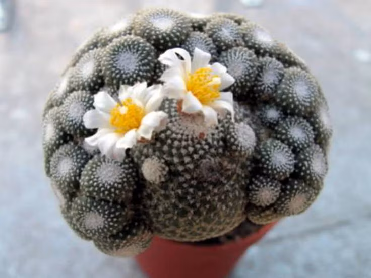  Không có lớp biểu bì dày: Thay vì có lớp biểu bì dày như nhiều loài xương rồng khác, Blossfeldia liliputana có một lớp da mỏng và khả năng trao đổi nước trực tiếp từ môi trường. Ảnh: Pinterest.