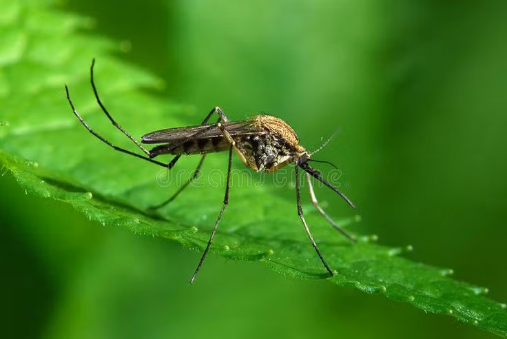  15. Hệ miễn dịch đặc biệt. Muỗi có khả năng chống lại nhiều loại vi khuẩn và virus mà chúng mang, khiến chúng trở thành "vật trung gian" lây bệnh lý tưởng. Ảnh: Pinterest.
