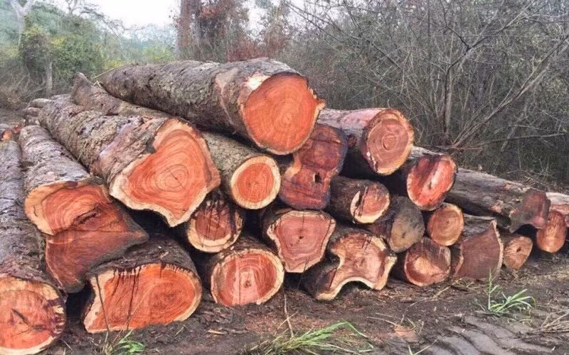 Giáng hương là loài gỗ quý, có giá trị cao nên thường là mục tiêu rình rập của những tên lâm tặc. Trong năm nay, ngày 23/5, Hạt Kiểm lâm huyện Chư Sê, tỉnh Gia Lai cho biết đang tạm giữ 96 cây gỗ giáng hương tươi, thuộc thực vật rừng nhóm IIA (nhóm thực vật rừng quý, hiếm).