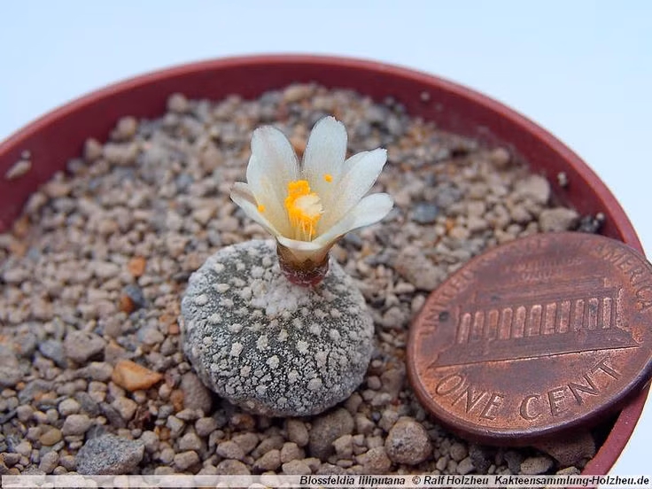  Xương rồng nhỏ nhất: Loài Blossfeldia liliputana, chỉ đạt kích thước khoảng 1 cm, là loài xương rồng nhỏ nhất thế giới. Ảnh: Pinterest.