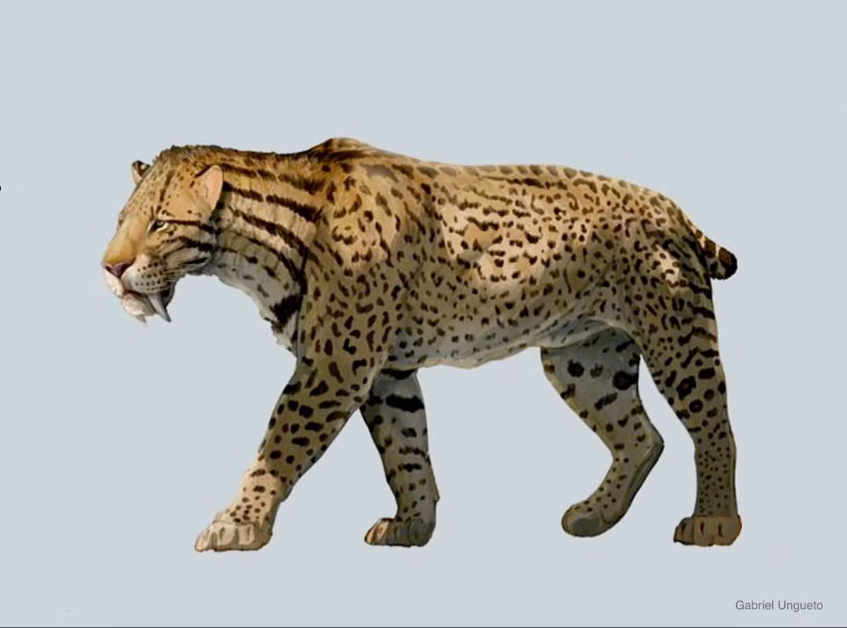 10. Sinh sống ở châu Mỹ. Smilodon sống chủ yếu ở Bắc và Nam Mỹ, nơi chúng thích nghi với nhiều môi trường khác nhau, từ đồng cỏ đến rừng rậm. Ảnh: Pinterest.
