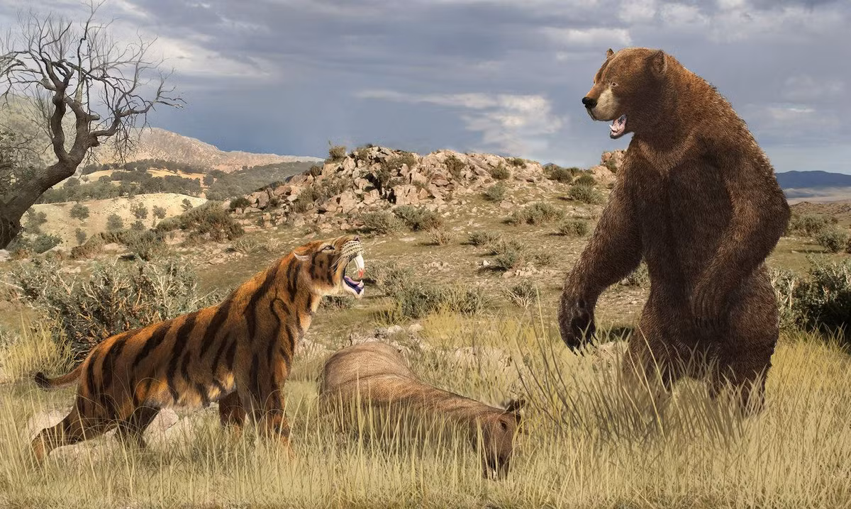  13. Tuyệt chủng vào cuối Kỷ Băng Hà. Smilodon tuyệt chủng cách đây khoảng 10.000 năm, có thể do sự thay đổi khí hậu, mất môi trường sống và cạnh tranh với con người. Ảnh: Pinterest.